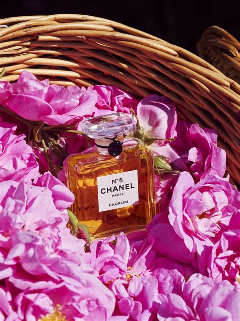 chanel no.5 rose petals grasse|chanel no 5 may rose.